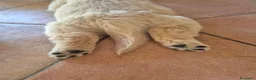Golden Retriever cani in vendita: Cucciola golden anglo americana - Annuncio 11