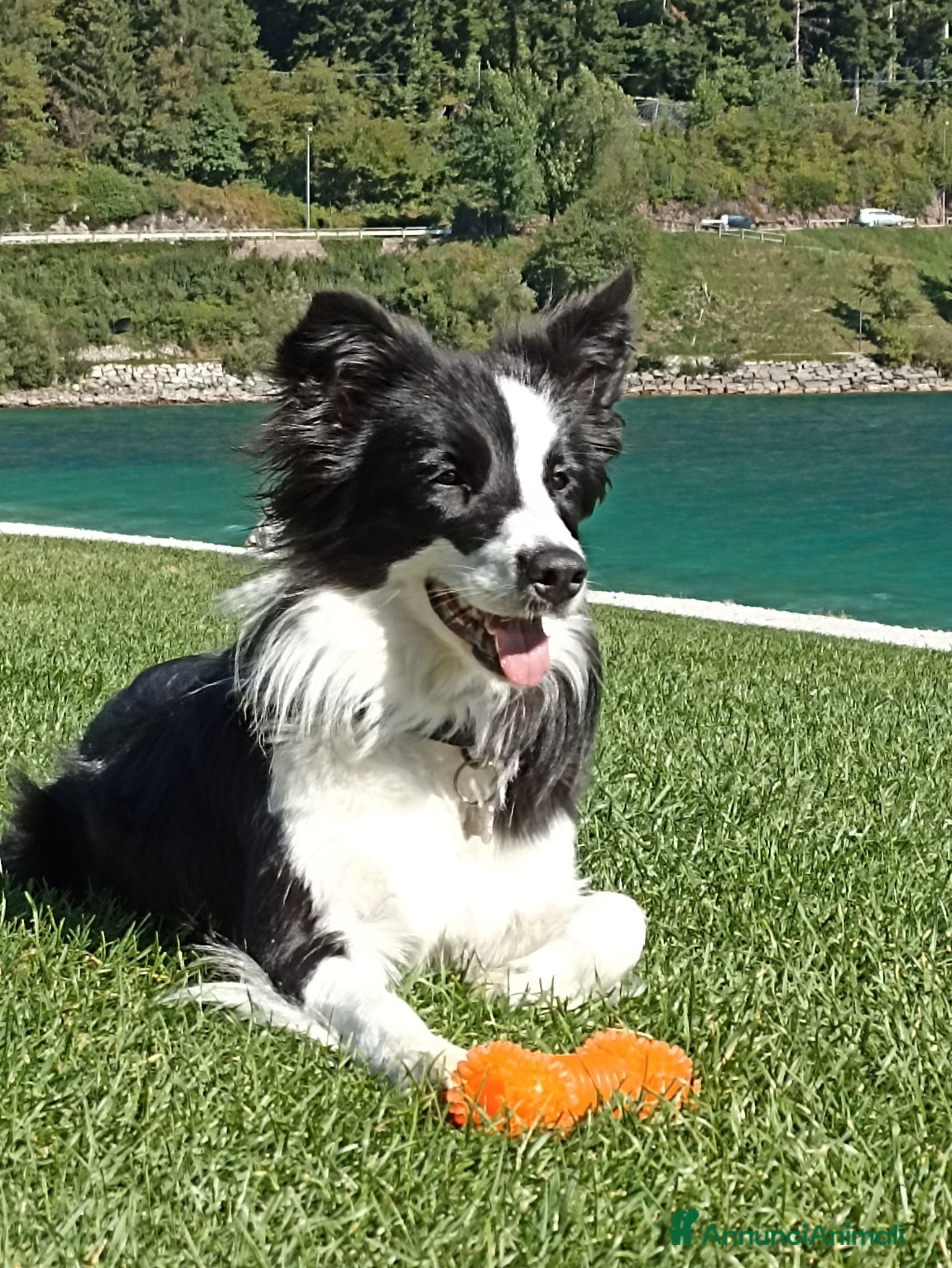 Border Collie cani Cuccioli di Border Collie con pedigree  - Annuncio 9