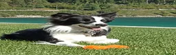 Border Collie cani in vendita: Cuccioli di Border Collie con pedigree  a Provincia autonoma di Bolzano - Alto Adige - Annuncio 1