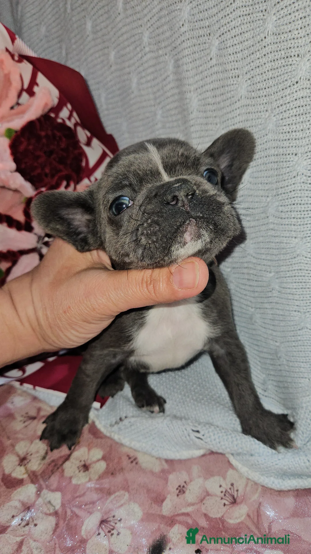 Bulldog Francese cani in vendita: Bulldog francese mini blu - Annuncio 1