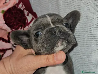 Bulldog Francese cani Bulldog francese mini blu - Annuncio 1
