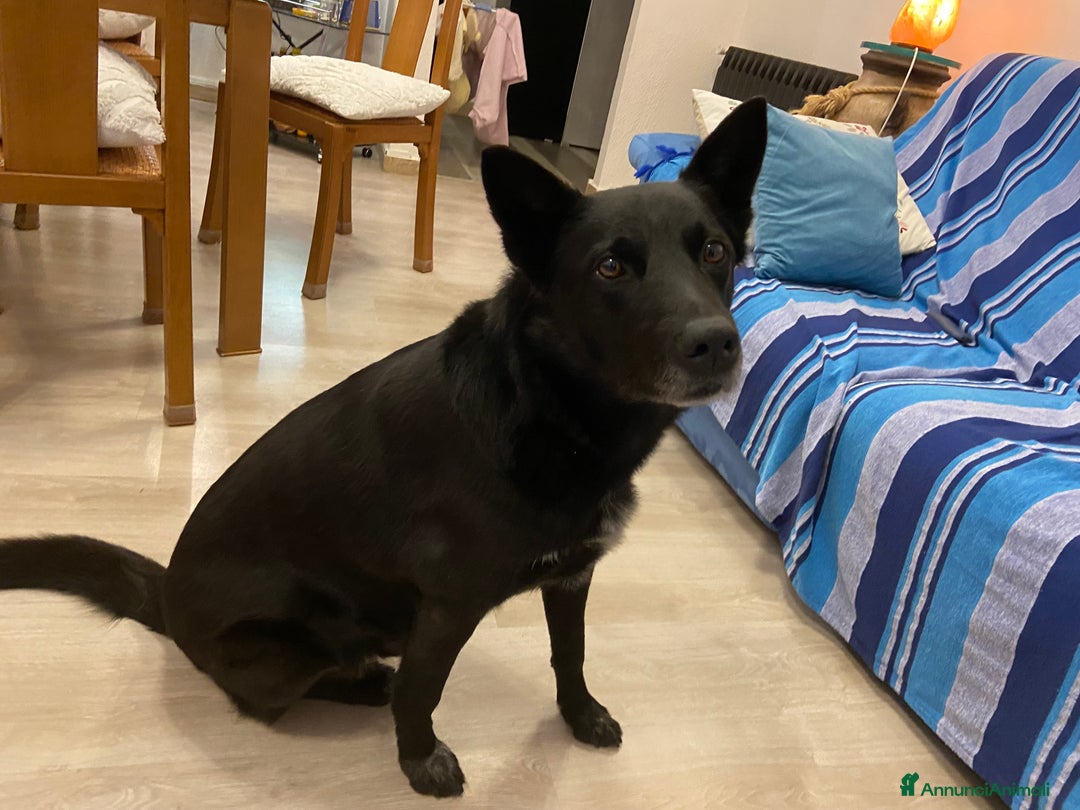 Meticcio cani per accoppiamento: cerco femmina medio-grande per accoppiamento  - Annuncio 1