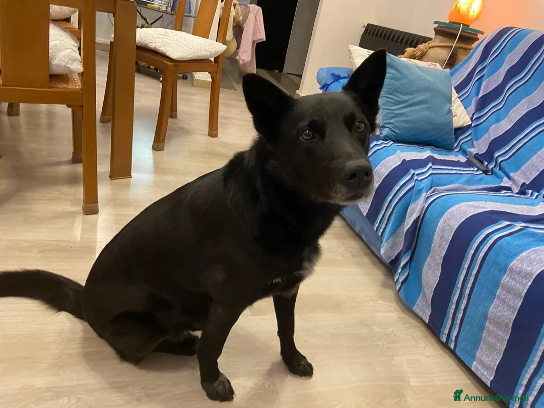 Meticcio cani per accoppiamento: cerco femmina medio-grande per accoppiamento  - Annuncio 1