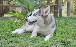 Husky cani in vendita: Cucciolo di Siberian Husky a Provincia di Pavia - Immagine 5