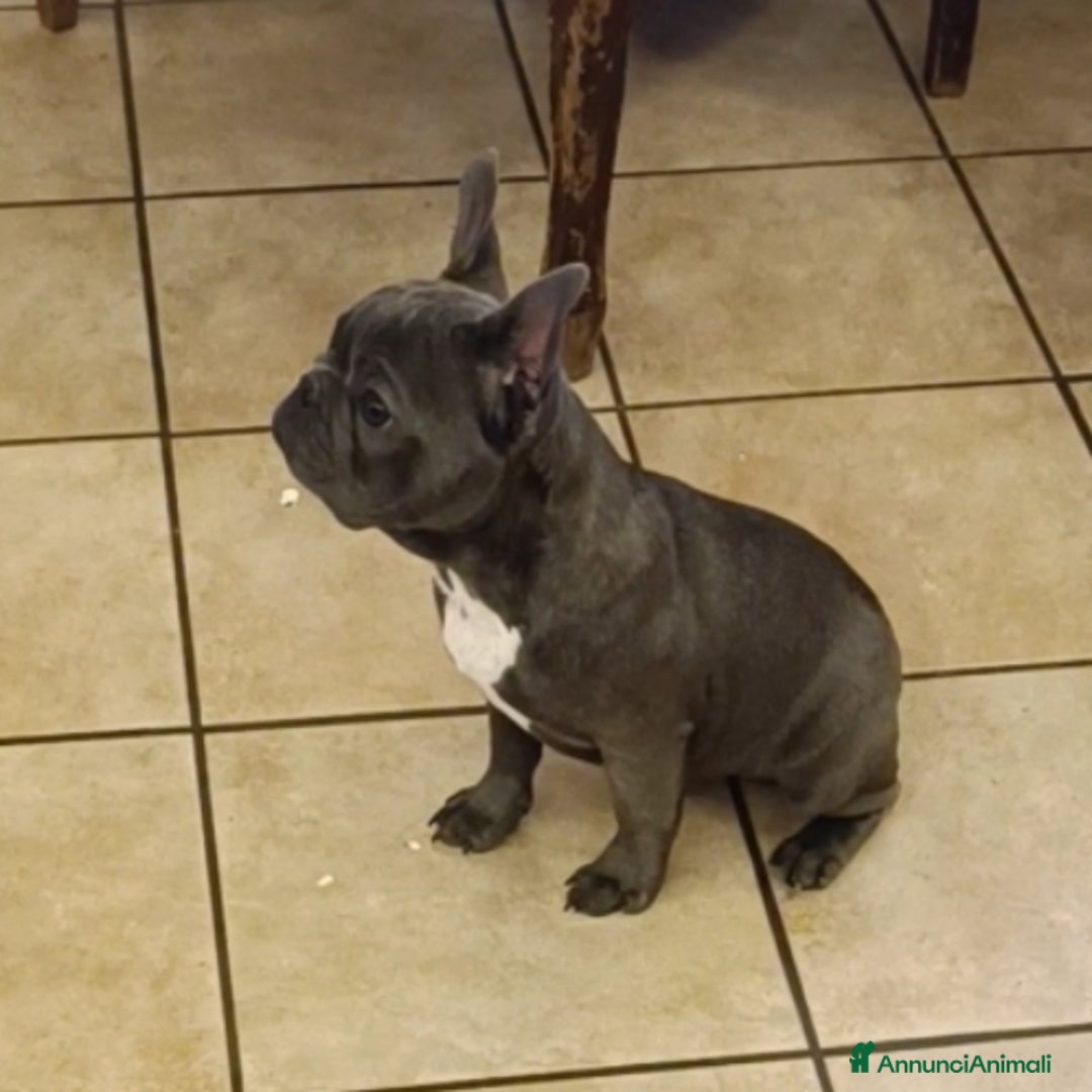 Bulldog Francese cani in vendita: Bulldog francesi esotiche - Annuncio 5