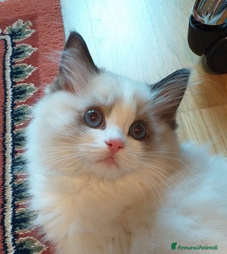 Immagine della galleria {{count}}