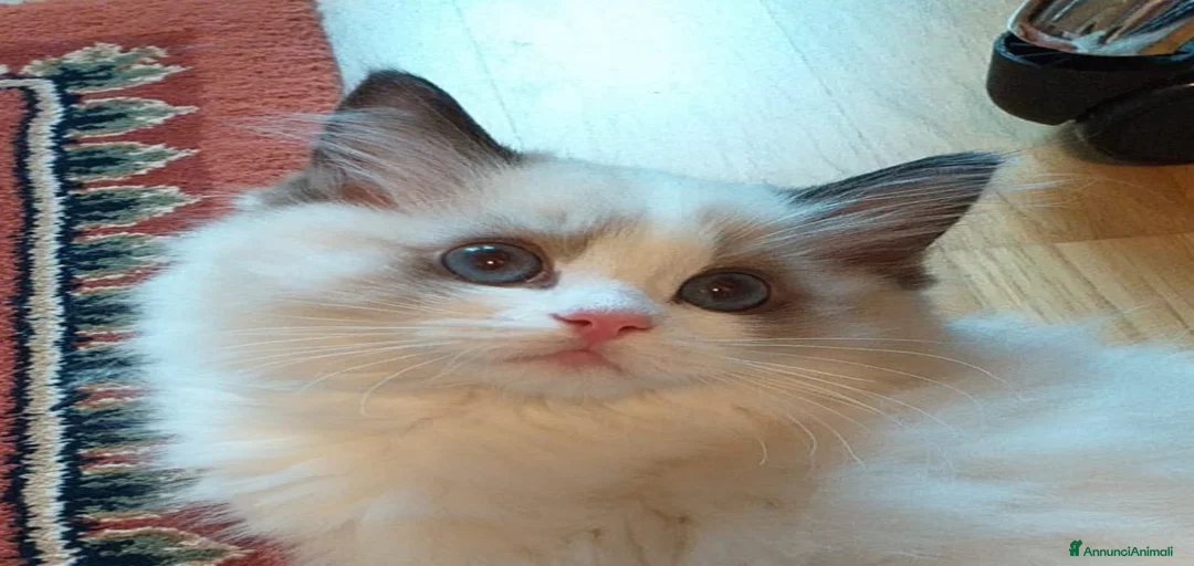 Immagine della galleria {{count}}