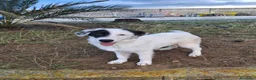 Meticcio cani in regalo: BRIE 🩷 MA DAVVERO NESSUNO MI VUOLE? 🥺 a Provincia di Modena - Annuncio 10