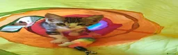 Altre razze gatti in vendita: Dolcissimi gattini cercano una famiglia amorevole - Annuncio 12