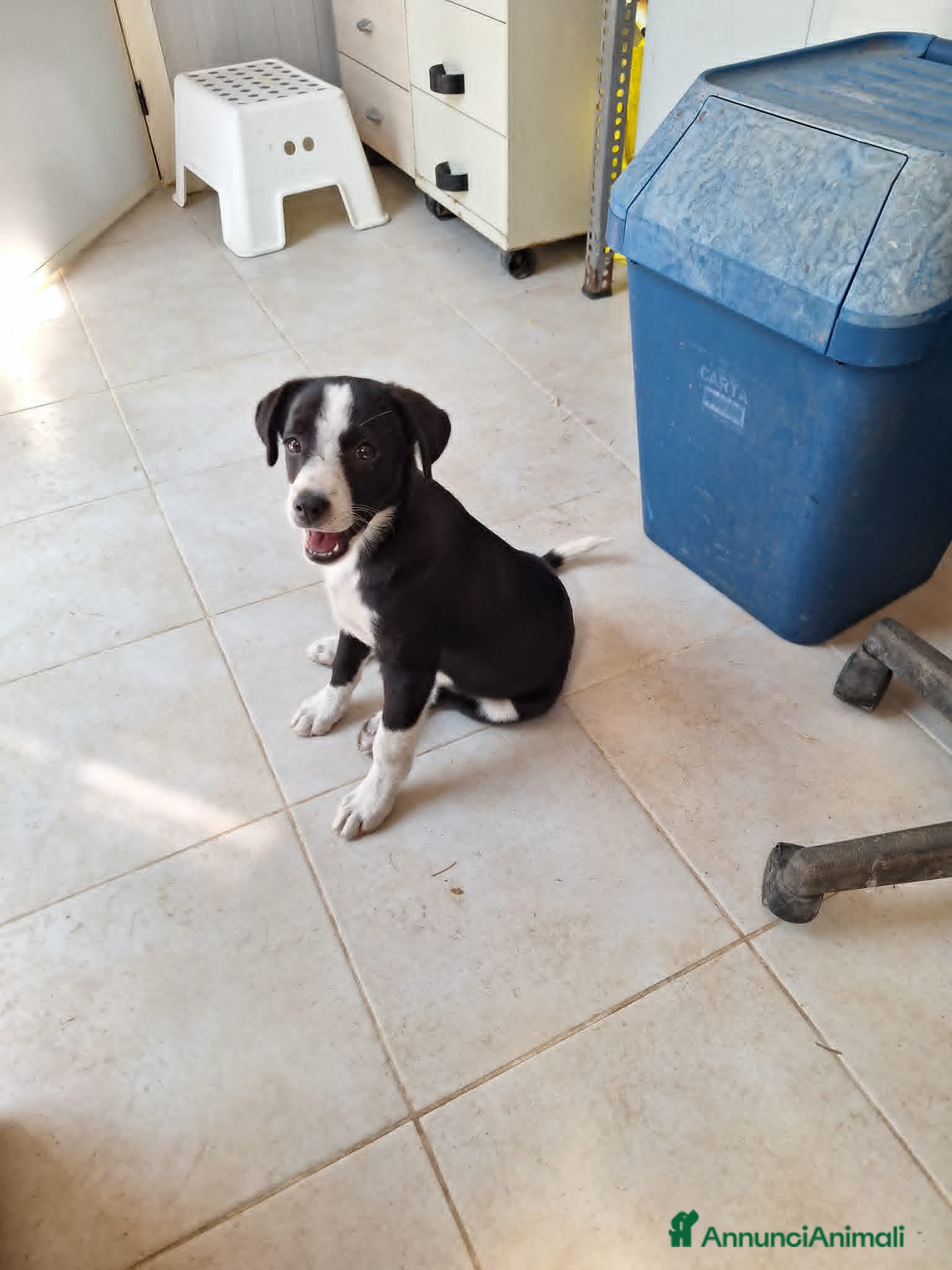 Meticcio cani Bobo cucciolo adorabile aspetta la sua mamma - Annuncio 1