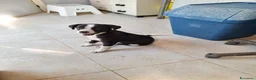 Meticcio cani in regalo: Bobo cucciolo adorabile aspetta la sua mamma - Annuncio 1