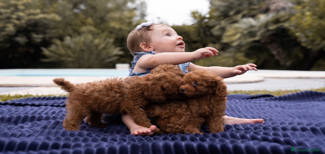 Immagine della galleria {{count}}