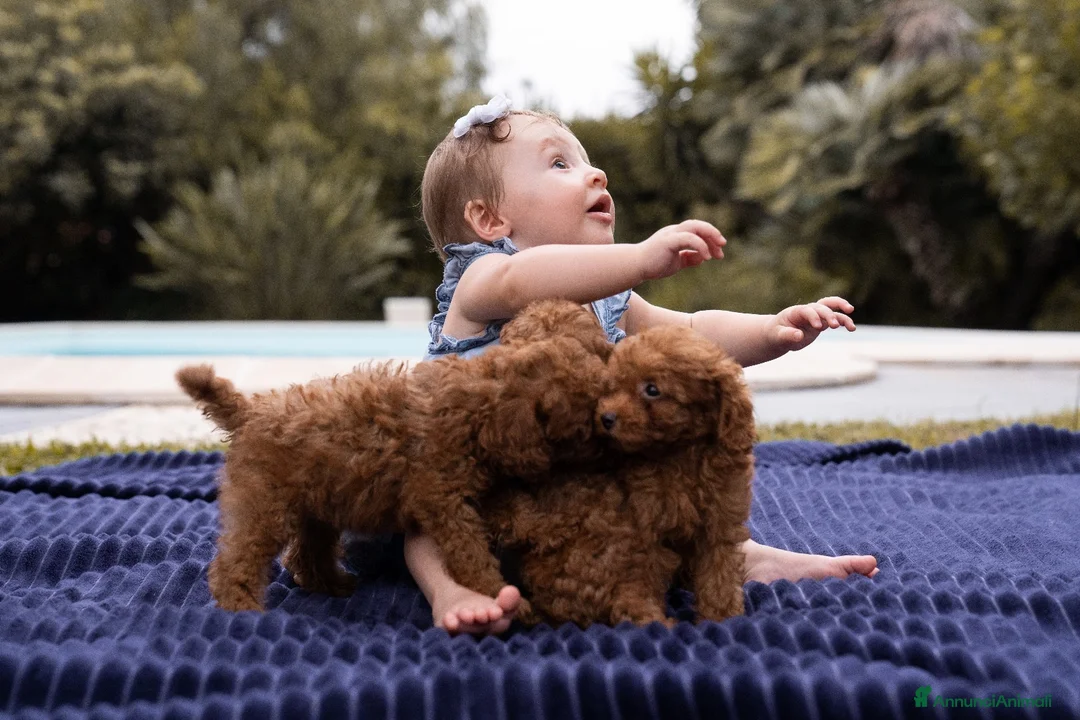 Immagine della galleria {{count}}