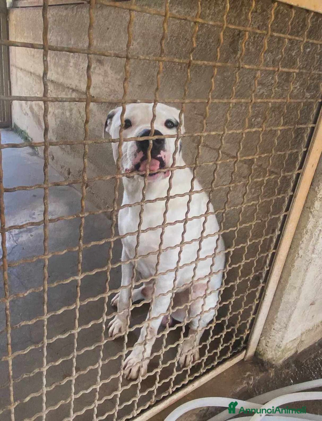 Meticcio cani in regalo: DINO & DINA, fantastici molossini! - Annuncio 6