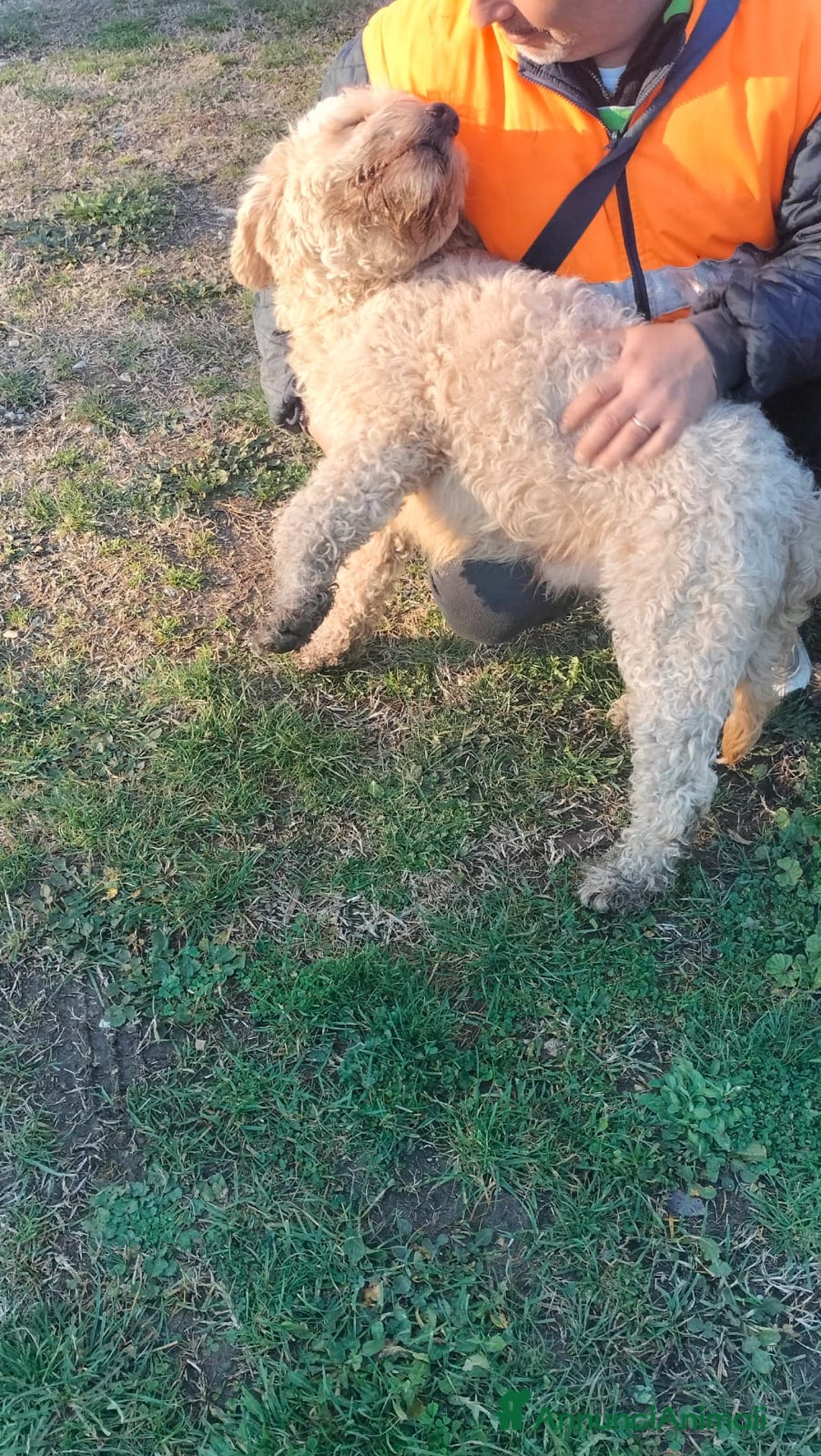 Lagotto cani in regalo: FIOCCHINO - Annuncio 8