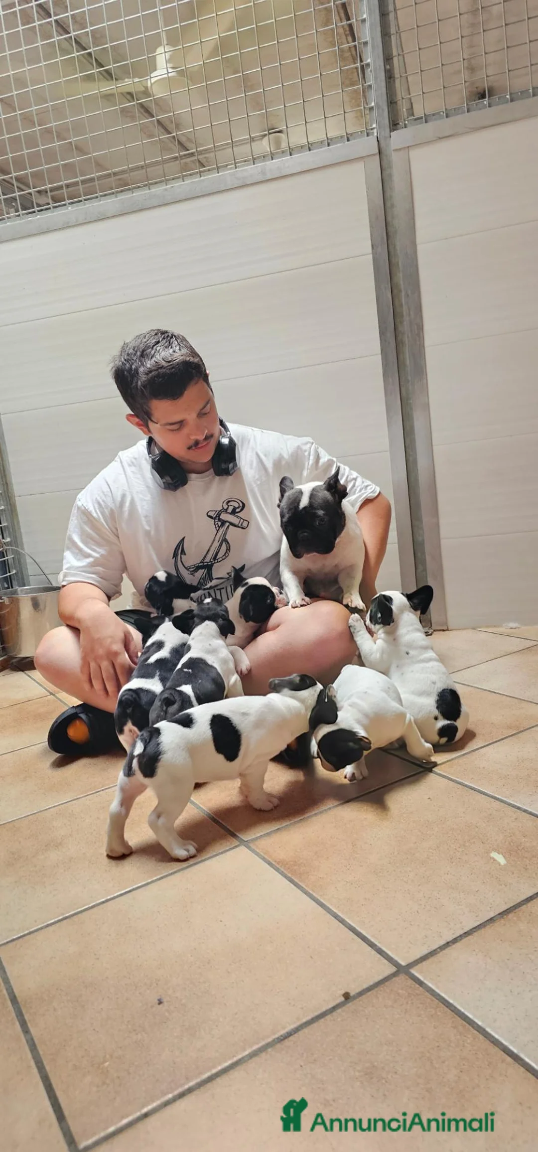 Bulldog Francese cani in vendita: BOULEDOGUE FRANCESE CON PEDIGREE ENCI/FCI a Provincia di Bergamo - Annuncio 2