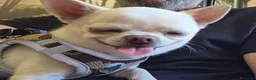 Chihuahua cani per accoppiamento: chihuahua per monta - Annuncio 11