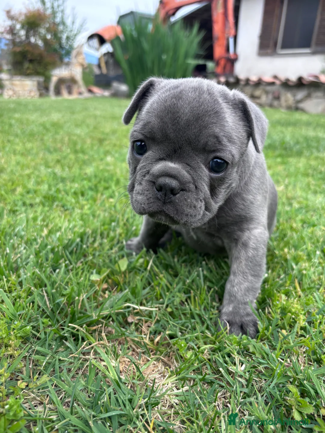 Bulldog Francese cani in vendita: CUCCIOLE DI BULLDOG FRANCESE a Provincia di Frosinone - Annuncio 4