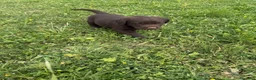 Labrador cani in vendita: Cuccioli Labrador  - Annuncio 25