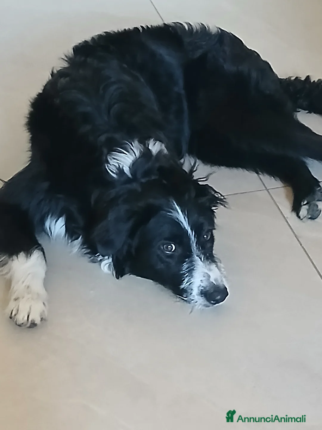 Meticcio cani in regalo: In regalo  a Provincia di Modena - Annuncio 3