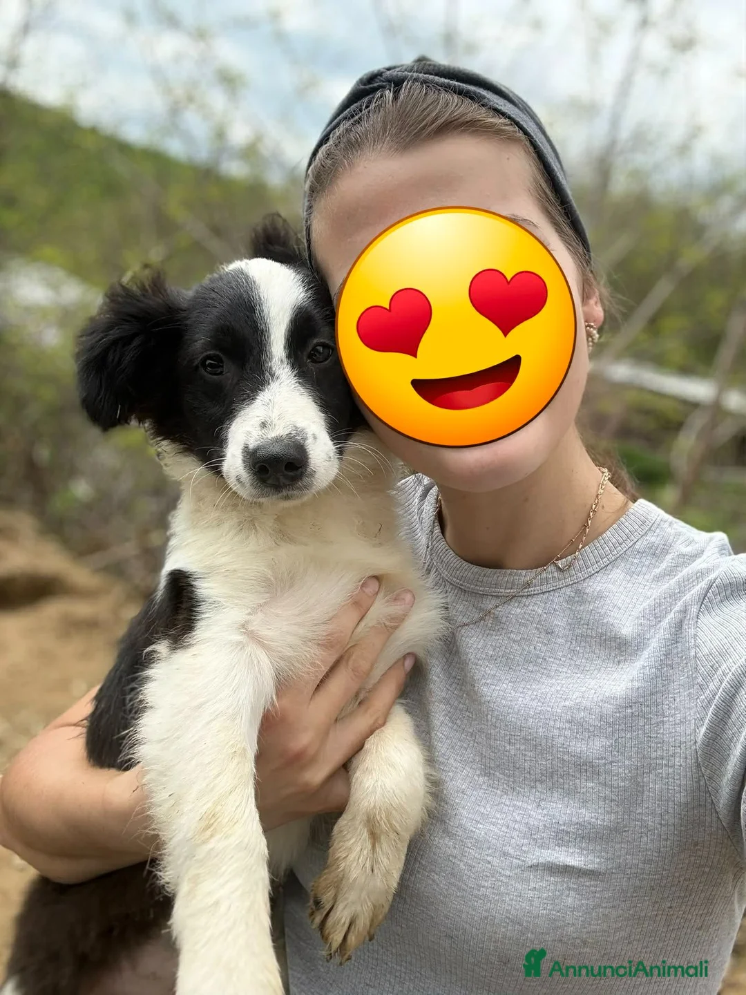 Border Collie cani in regalo: DALIA, cucciola spaventata! MIX BORDER COLLIE. - Annuncio 2