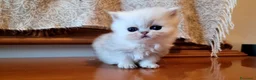Persiano gatti in vendita: Persiano chincillà - Annuncio 4