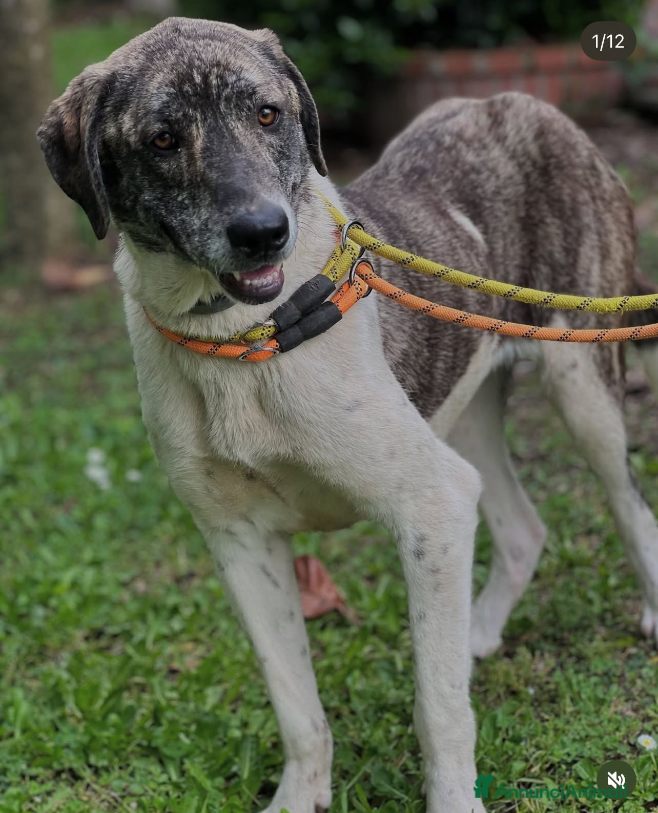 Meticcio cani Luna 18mesi tg grande ok gatti rinata! ROMA SOS  - Annuncio 8