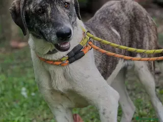 Meticcio cani Luna 18mesi tg grande ok gatti rinata! ROMA SOS - Annuncio 8