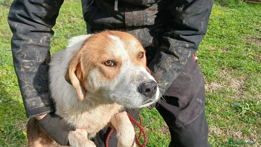 Meticcio cani in regalo: PORTHOS UNO DEI TRE MOSCHETTIERI CERCA CASA - Annuncio 2