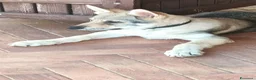 Lupo Cecoslovacco cani in vendita: Cuccioli cane lupo cecoslovacco  - Annuncio 2
