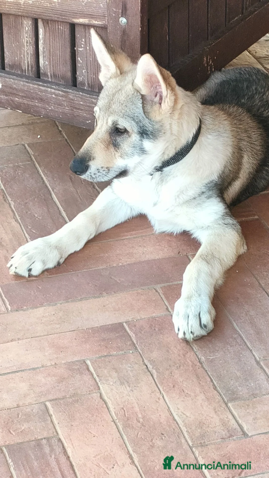 Lupo Cecoslovacco cani in vendita: Cuccioli cane lupo cecoslovacco  - Annuncio 2