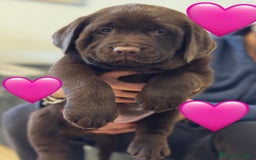 Labrador cani in vendita: Meraviglioso cucciolo di labrador chocolate puro a Città metropolitana di Palermo - Immagine 11