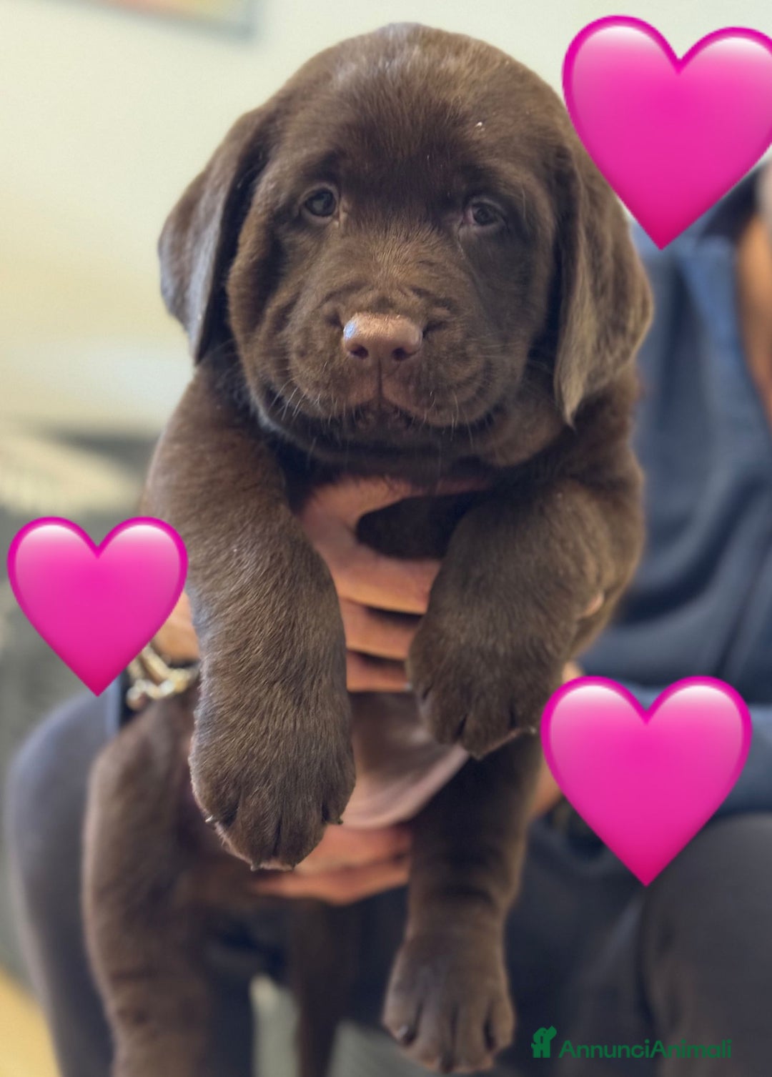Labrador cani in vendita: Meraviglioso cucciolo di labrador chocolate puro a Città metropolitana di Palermo - Immagine 11