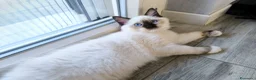 Ragdoll gatti in vendita: Ragdoll con pedigree Enfi - Annuncio 5