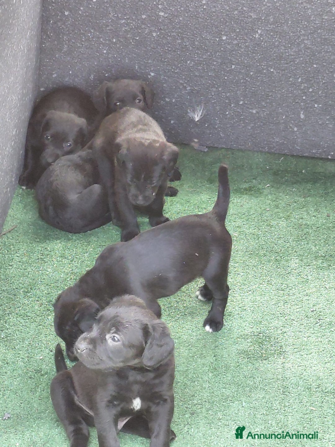 Cane Corso cani in vendita: Cuccioli  - Annuncio 6