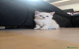 Scottish gatti in vendita: Dolcissimo scottish fold e straight  a Provincia di Brescia - Immagine 14