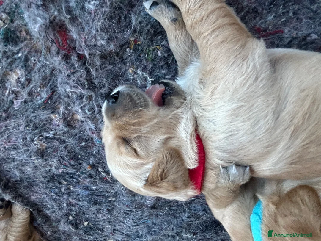 Golden Retriever cani in vendita: Golden Retriever con pedigree - Annuncio 2