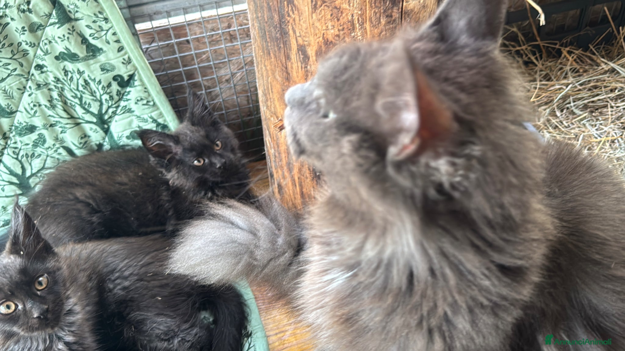 Maine Coon gatti in vendita: Cuccioli di maine coon manto black smoke - Annuncio 7