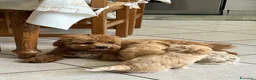 Maltipoo cani in vendita: Cucciole di maltipoo a Provincia di Bergamo - Annuncio 6