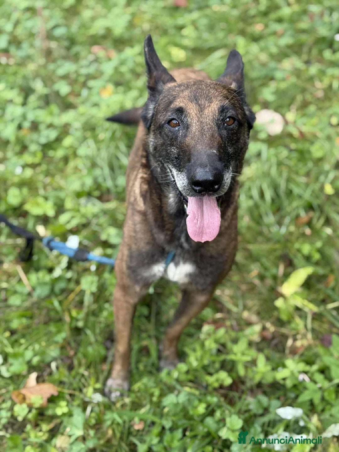 Pastore Belga cani in regalo: NARA & AIRON: PASTORI BELGA MALINOIS dolcissimi! - Annuncio 7