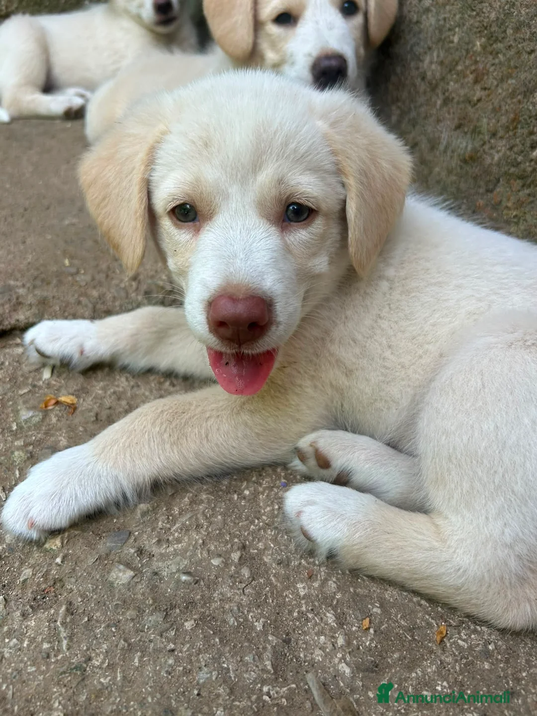 Meticcio cani in regalo: Chiara cerca casa 💙 - Annuncio 2