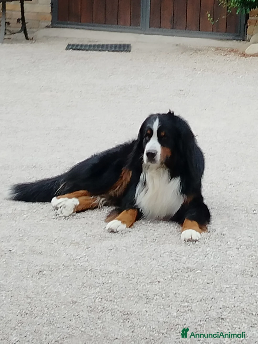 Bovaro del Bernese cani per accoppiamento: ARON Bovaro del Bernese - Annuncio 5