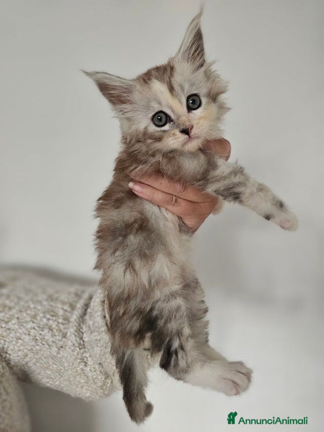 Maine Coon gatti in vendita: Cuccioli di Maine Coon ❤️ - Annuncio 7