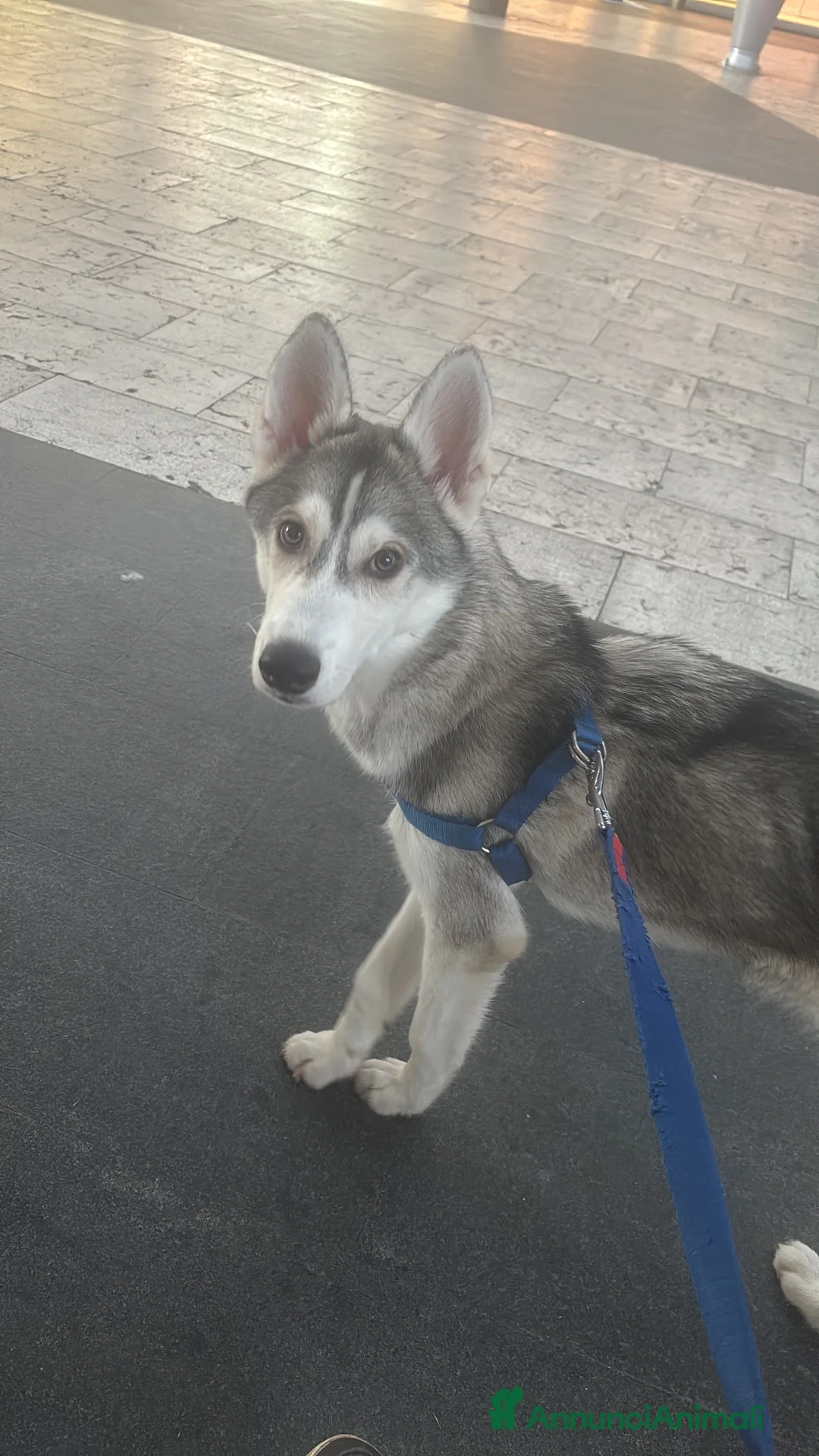 Husky cani in vendita: Husky a Città Metropolitana di Torino - Annuncio 2