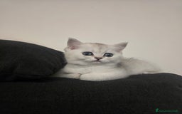 Scottish gatti in vendita: Dolcissimo scottish fold e straight  a Provincia di Brescia - Immagine 6