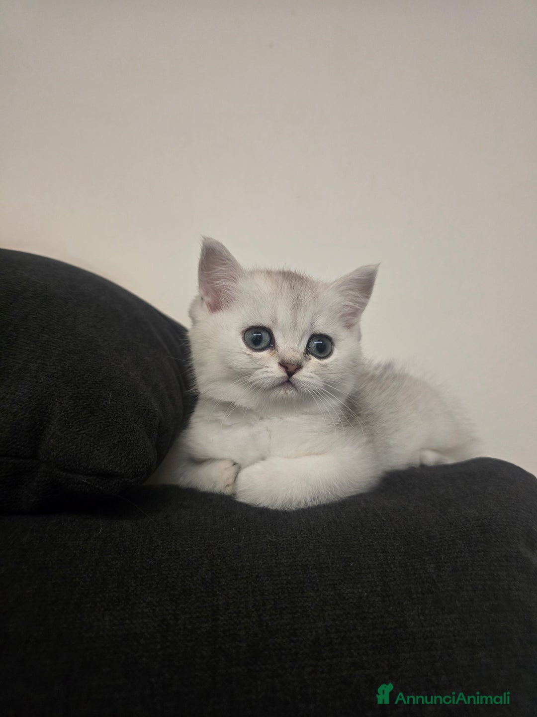 Scottish gatti in vendita: Dolcissimo scottish fold e straight  a Provincia di Brescia - Immagine 6