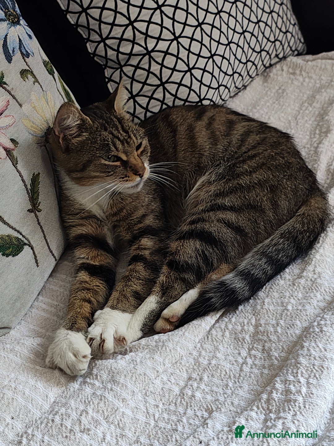 Europeo gatti in regalo: Ambra cerca casa - Annuncio 4