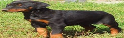 Dobermann cani in vendita: Dobermann cuccioli - Annuncio 4