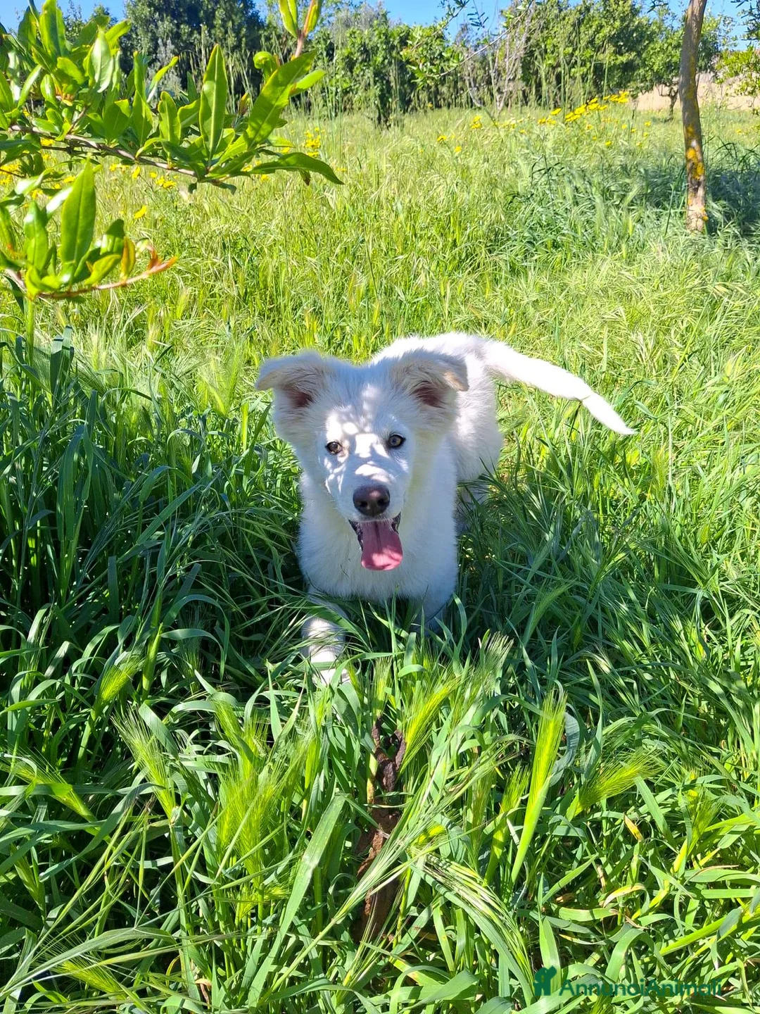Meticcio cani in regalo: GAIA 🩷 sembra sorridere davvero. a Provincia di Pisa - Annuncio 5