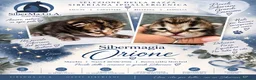 Siberiano gatti in vendita: SIBERIANI GATTINI IPOALLERGENICI - Annuncio 1
